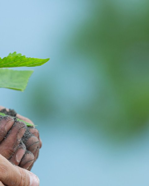 plant in hand